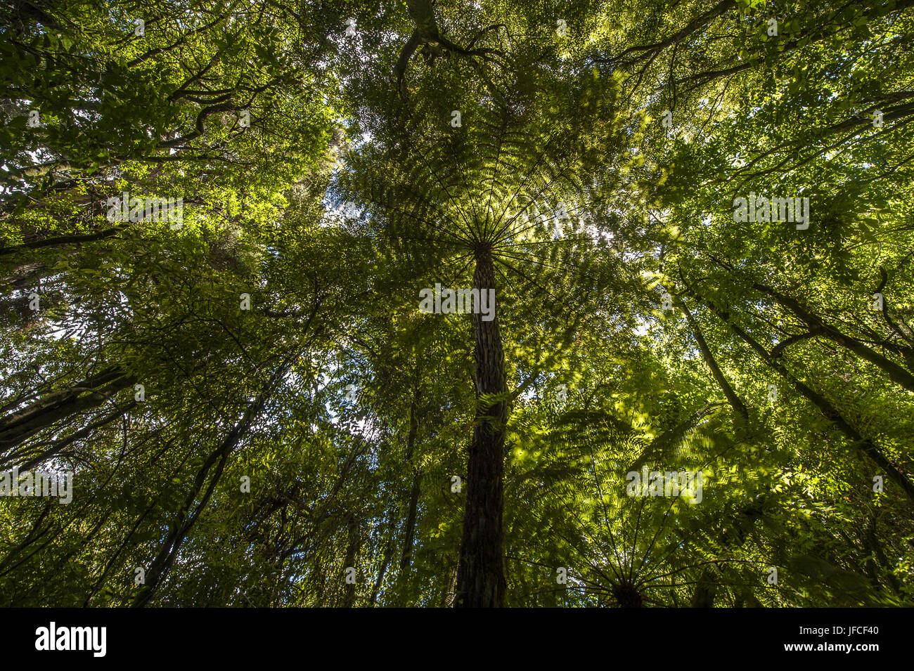 Visualizzare fino alla tettoia della Nuova Zelanda di alberi di felce Foto Stock