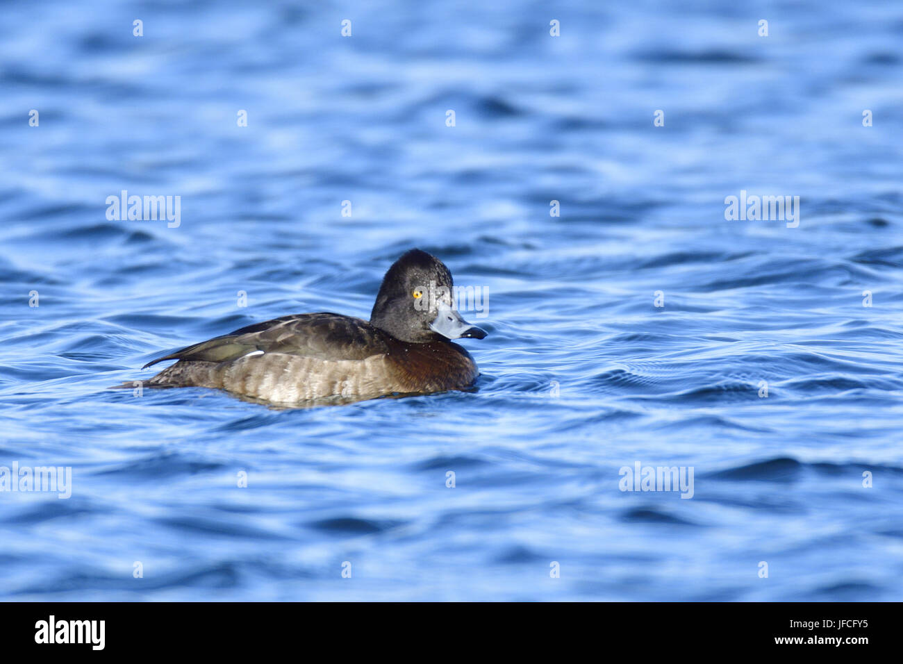Aythya fuligula Foto Stock