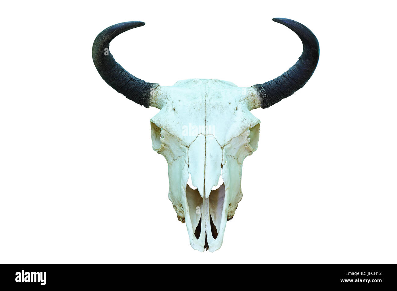 Il bisonte europeo del cranio di trofei di caccia isolate su sfondo bianco ( Bison bonasus ) Foto Stock