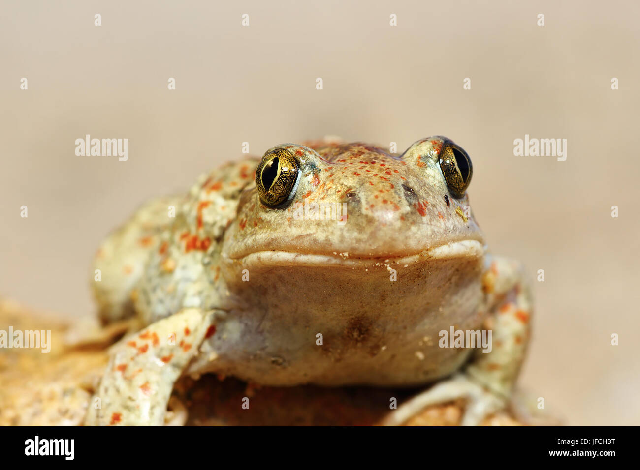 Ritratto di carino aglio toad ( Pelobates fuscus ) Foto Stock