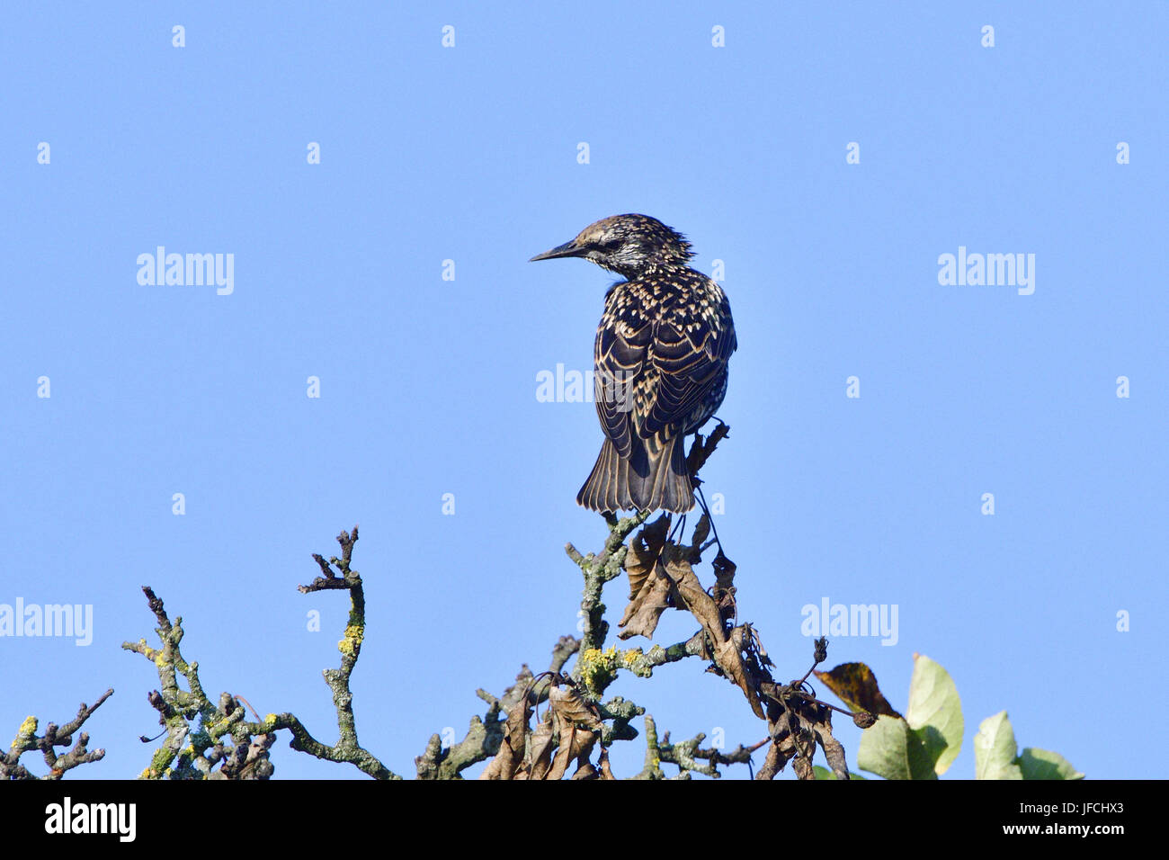 I capretti di starling comune Foto Stock