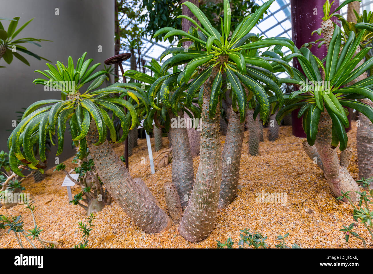 Alberi a giardini dalla Baia di Singapore Foto Stock