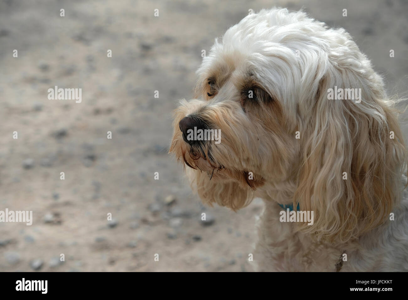 Cavoodle, cavapoo, adorabile cane Foto Stock