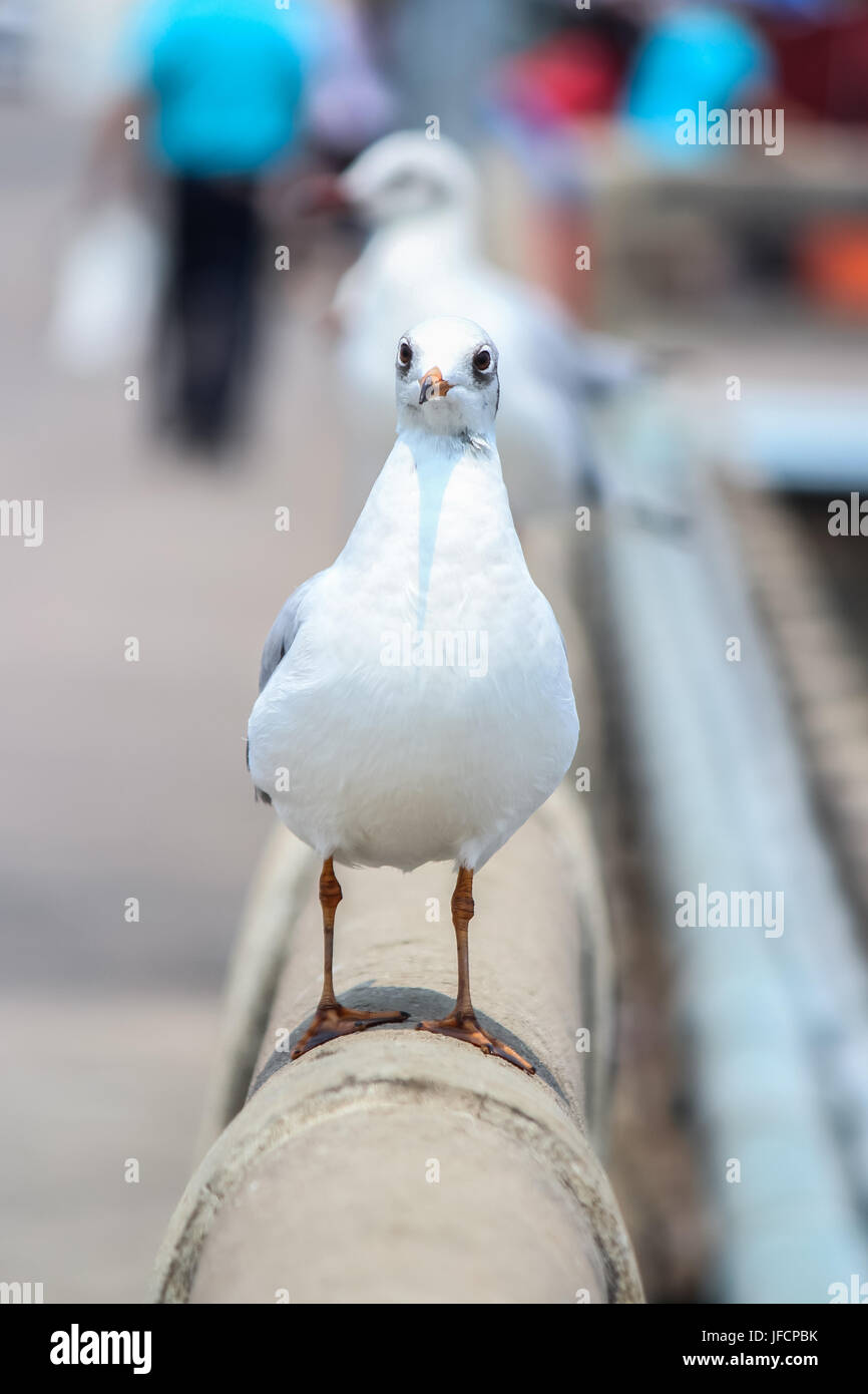 Gli uccelli migratori, seagull in Samut Prakan, Thailandia Foto Stock