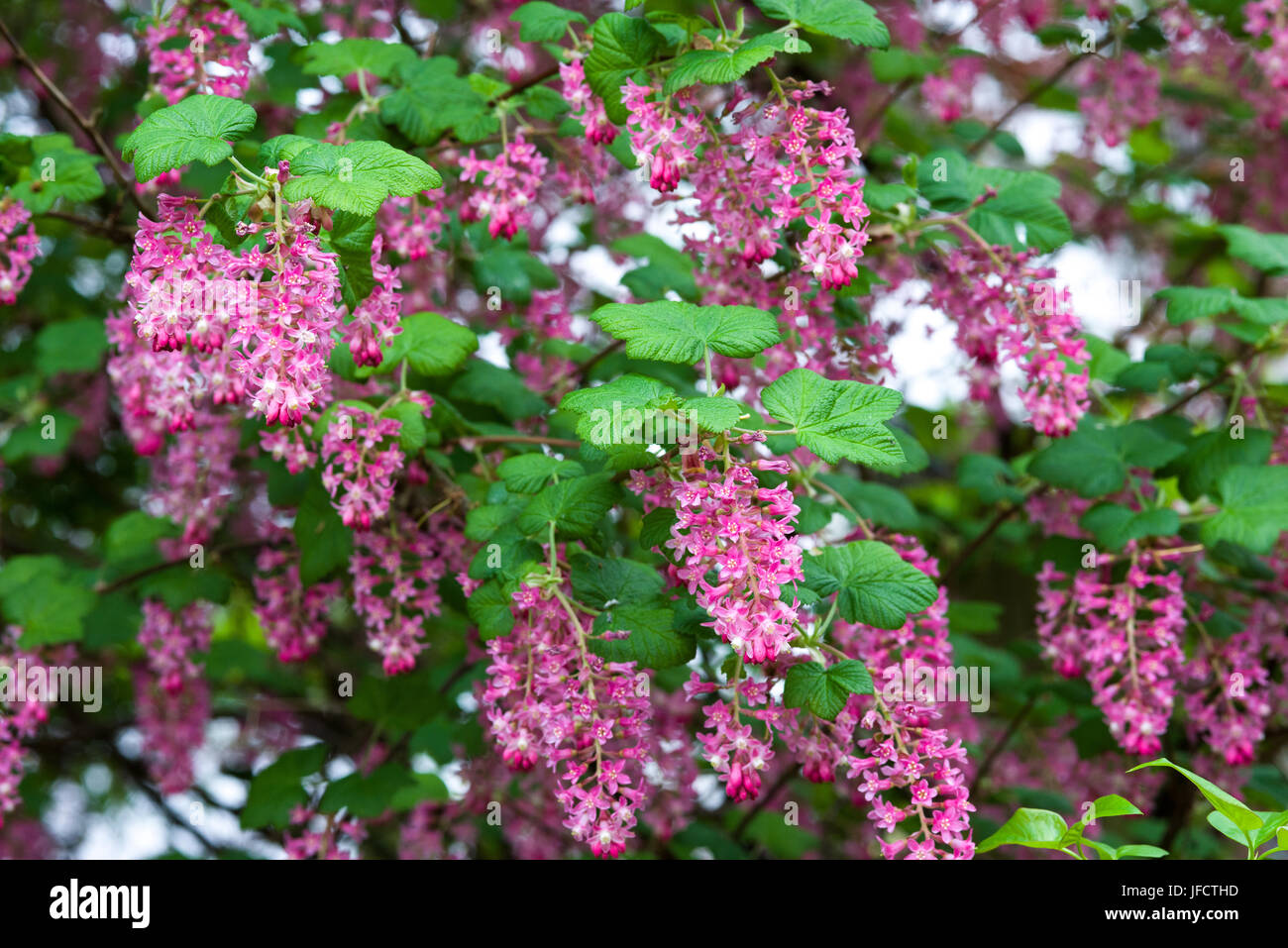 I fiori di primavera di Ribes sanguineum 'Pulborough Scarlet' cultivar in un giardino inglese. Foto Stock