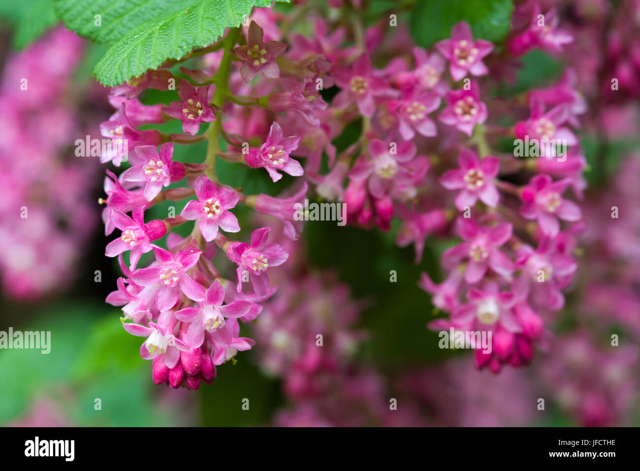 I fiori di primavera di Ribes sanguineum 'Pulborough Scarlet' cultivar in un giardino inglese. Foto Stock