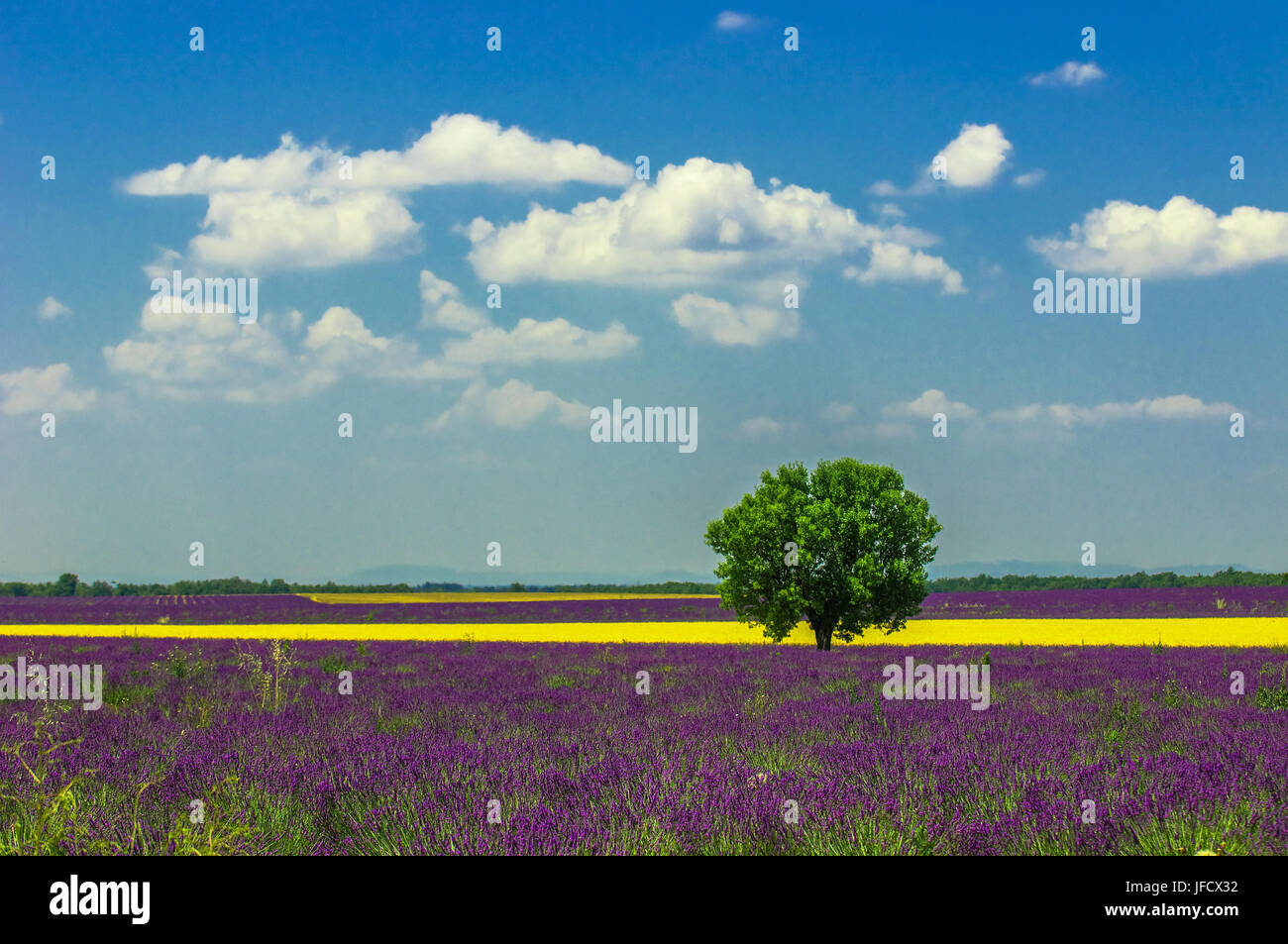 Albero in campo di lavanda, Provenza, Francia Foto Stock