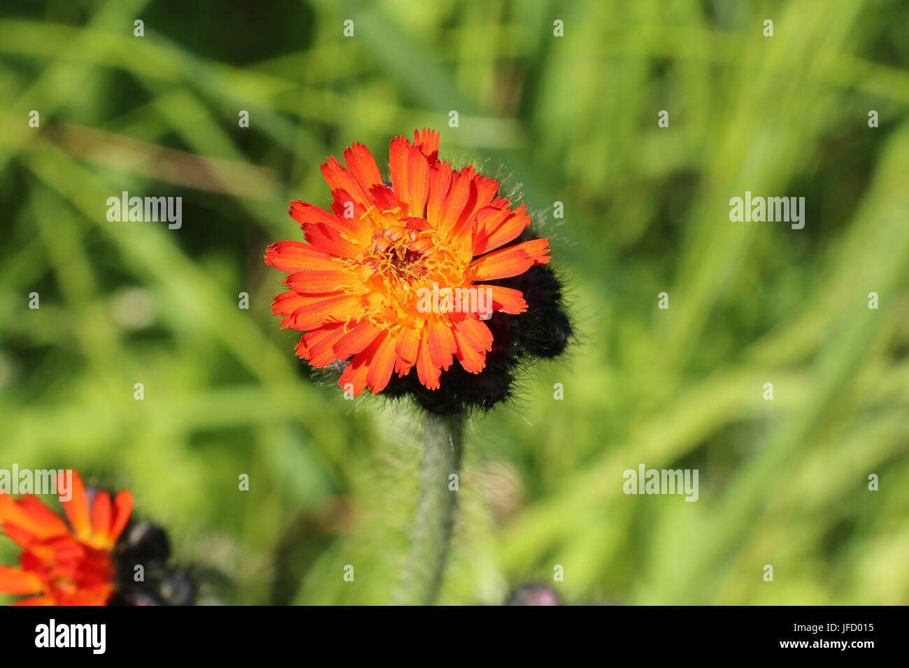 Unico arancio brillante Hawkweed fiori, Pilosella aurantiaca, chiamato anche Fox e Cubs o millefiori Devil's pennello fiori che sbocciano in estate Foto Stock