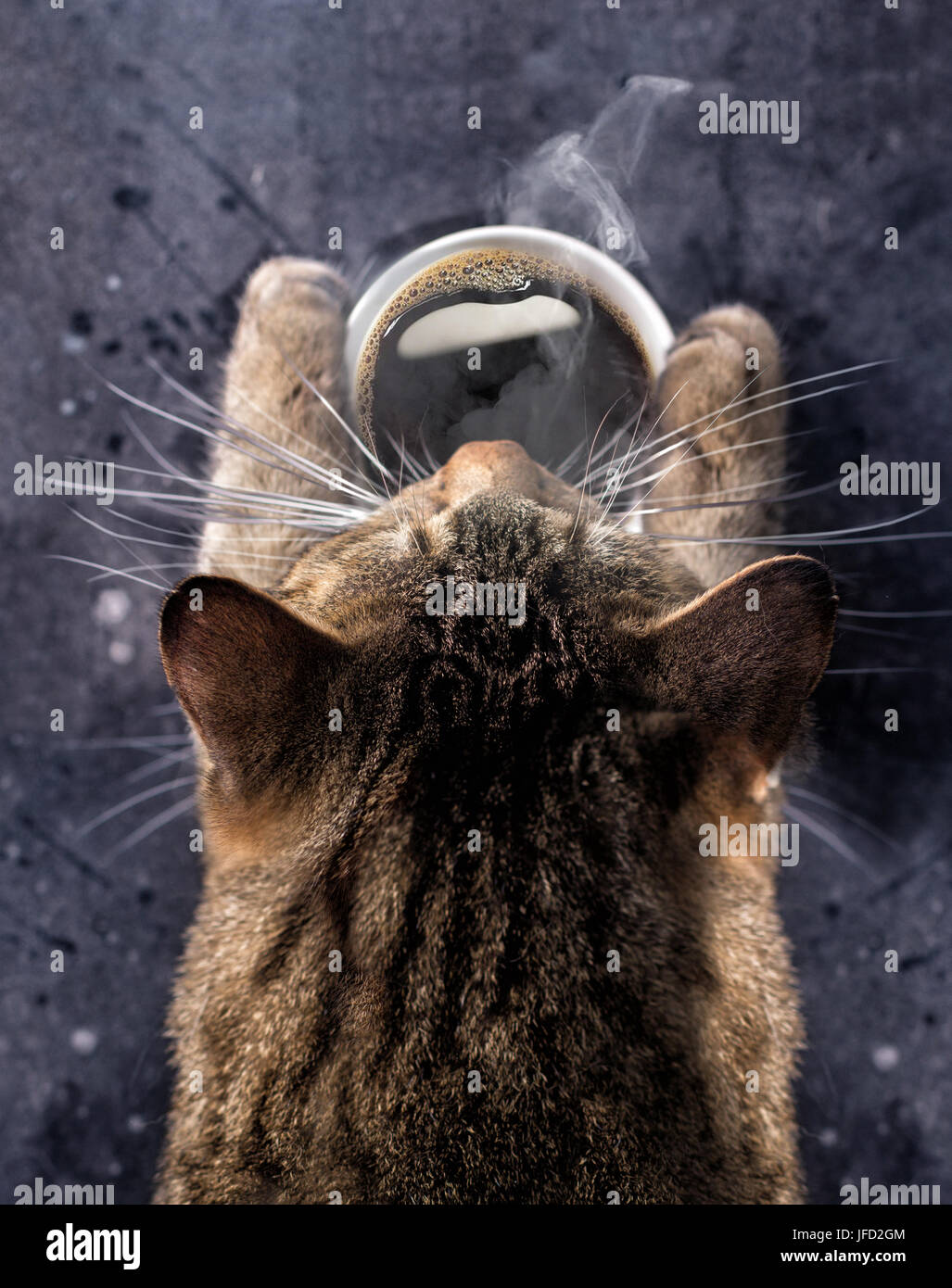 Gatto zampe tenere una tazza calda di caffè nero. Un gatto grigio piegato su una tazza di caffè con vapore. Buona mattina. Foto Stock
