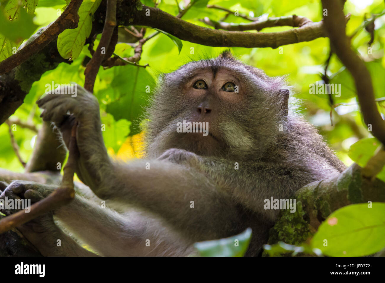 Ritratto di scimmia macaco con copia spazio per il testo Foto Stock