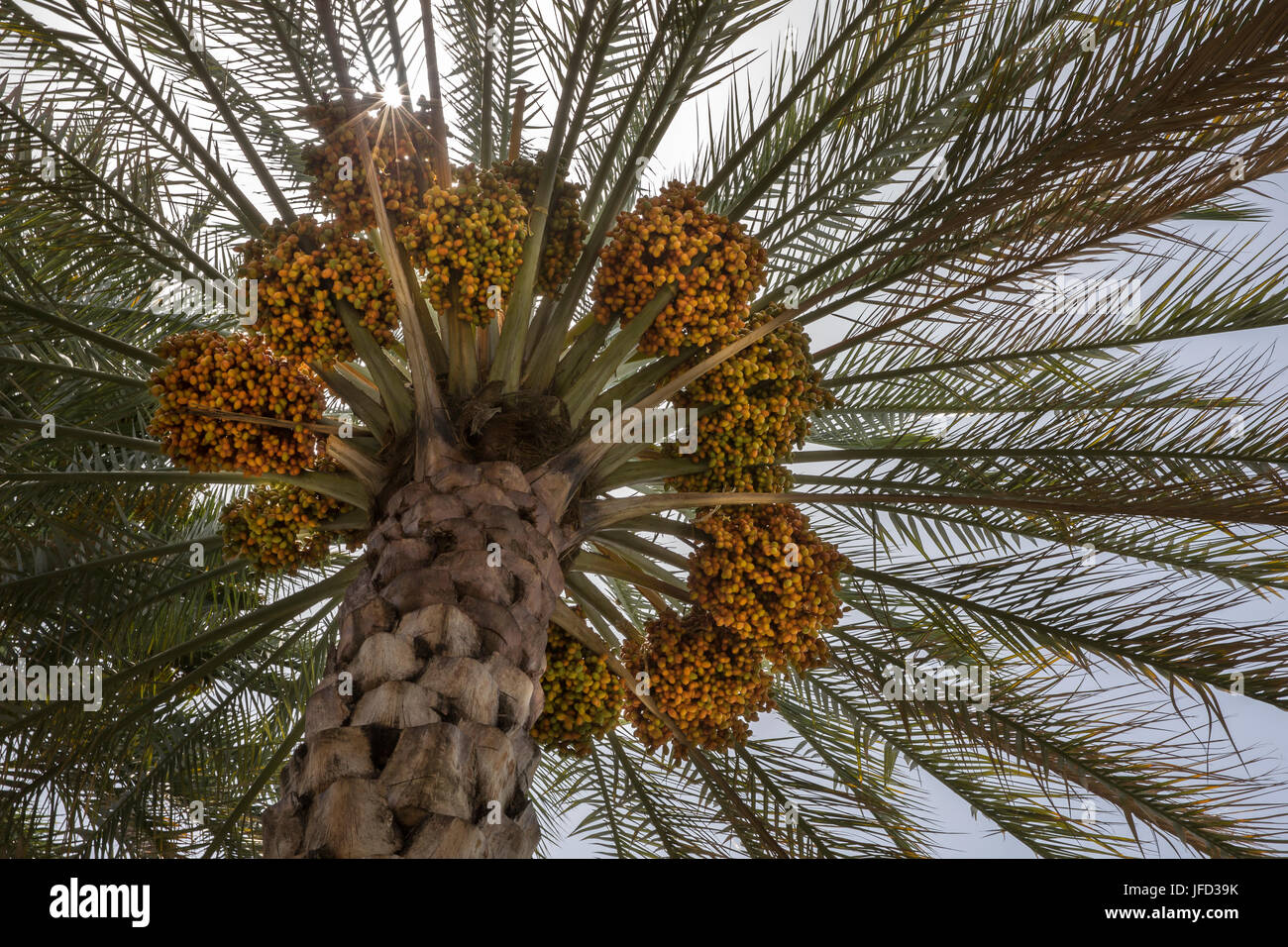 Nuova stagione date quasi pronto su una data struttura Palm Tree Foto Stock