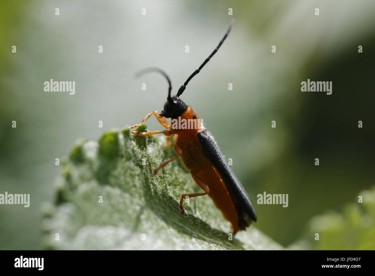 Rosso marrone longhorn beetle Foto Stock