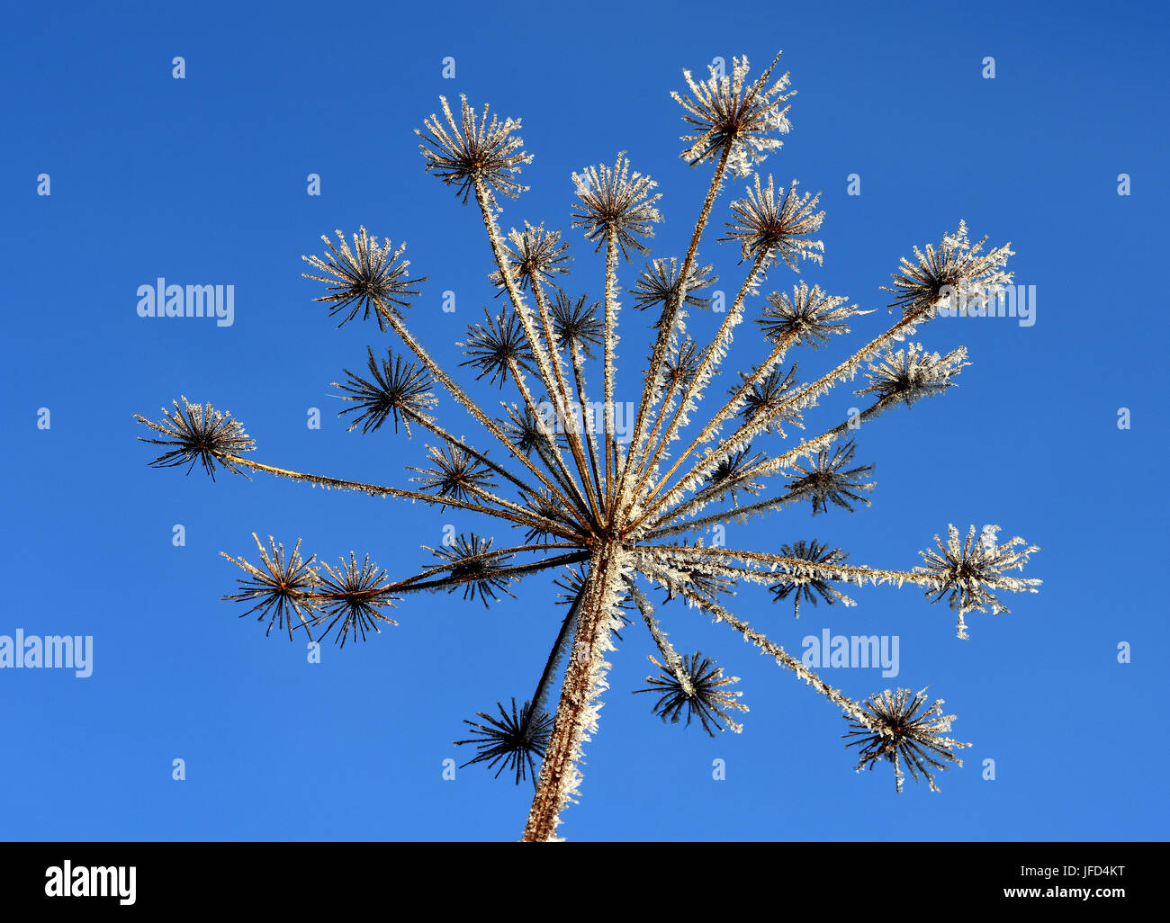 Rime; trasformata per forte gradiente; coperto di brina; Foto Stock