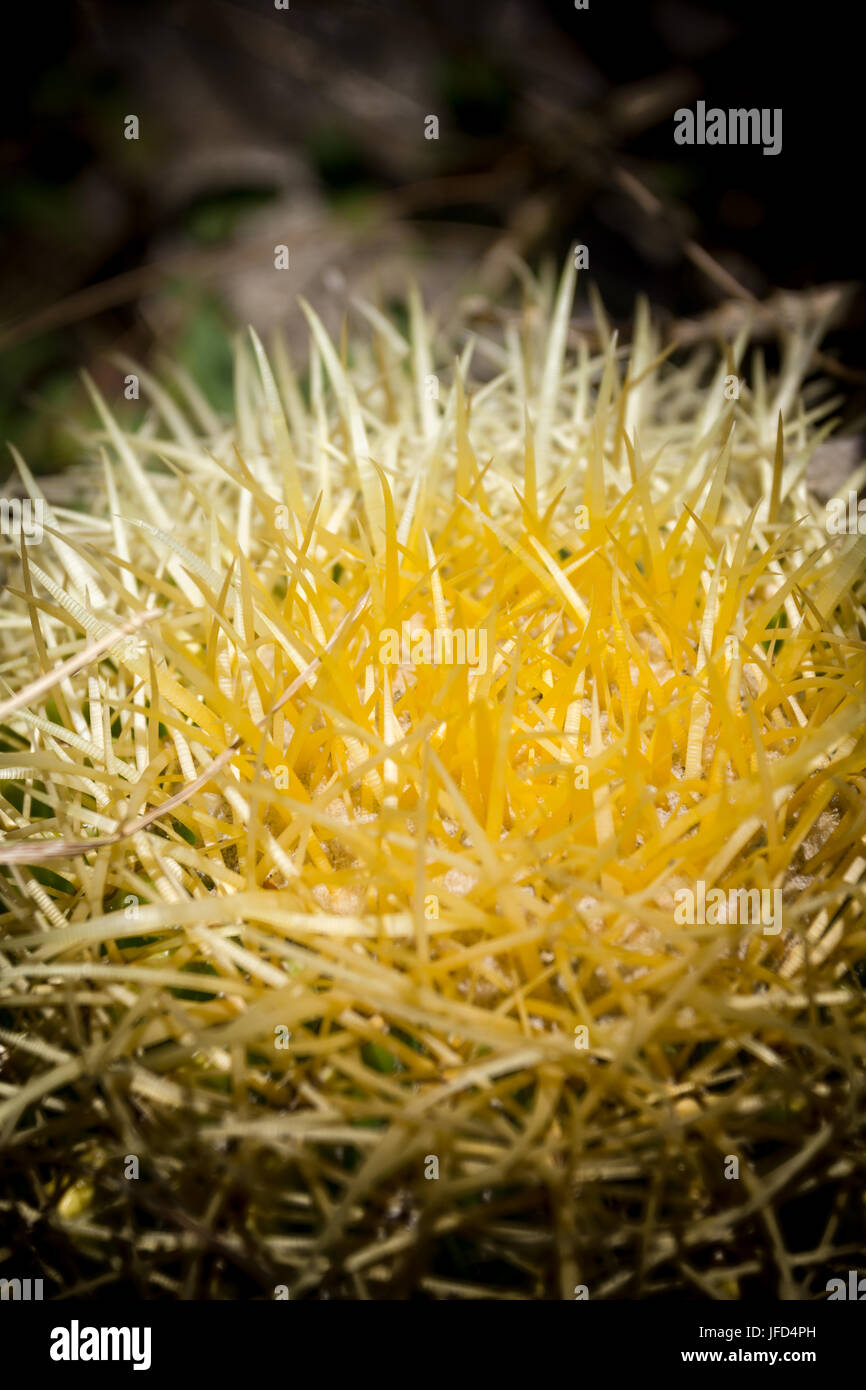 Spine su cactus Foto Stock