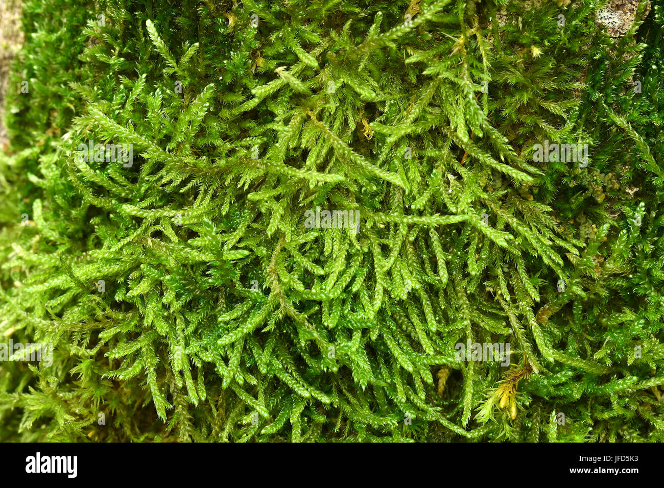 Moss; Eurhynchium; mossy; coperte di muschio; Foto Stock