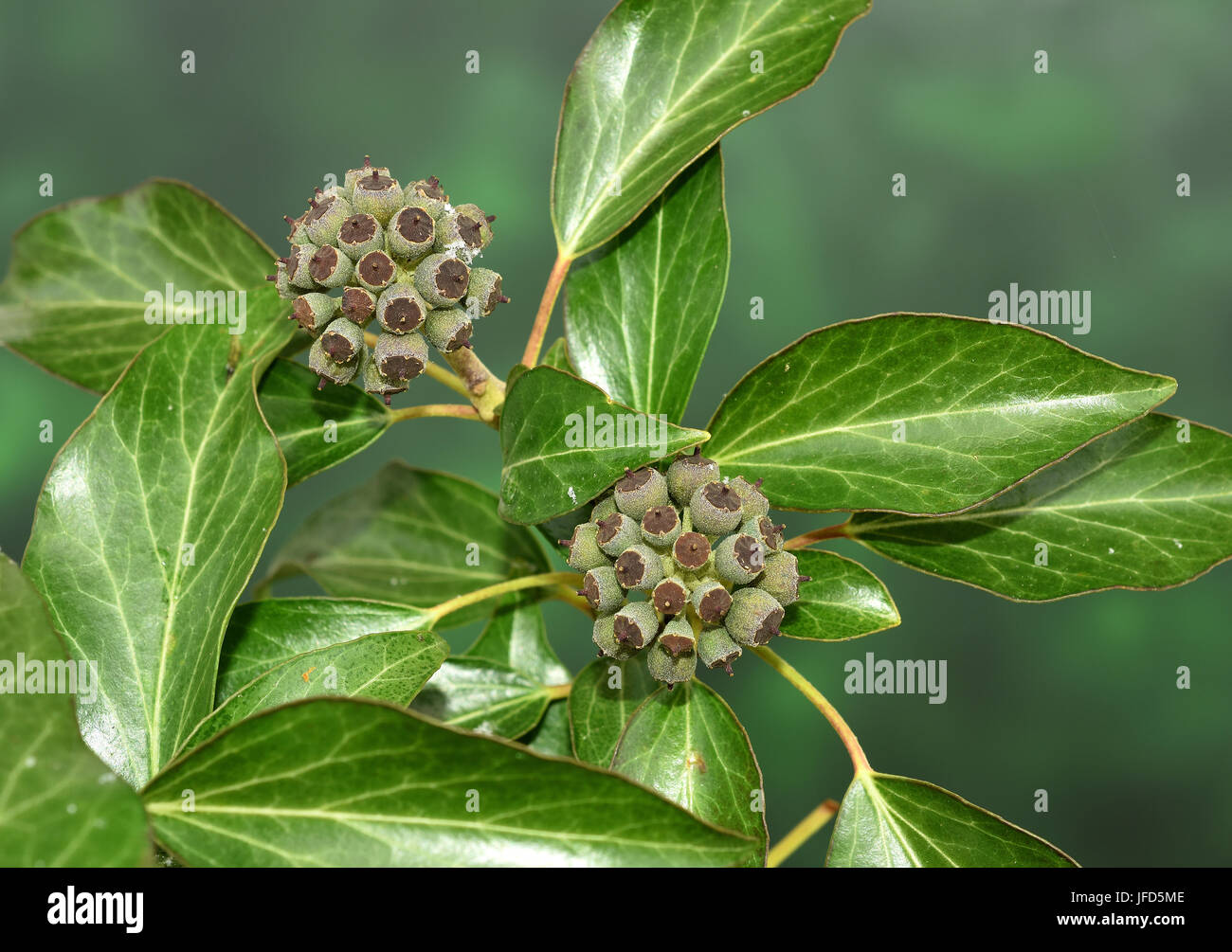 Ivy; Hedera helix; berry; bacche; Foto Stock