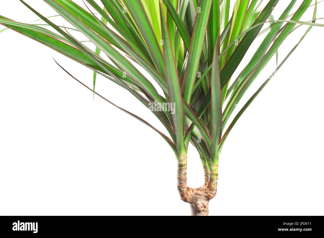 Dracena marginata impianto su bianco Foto Stock