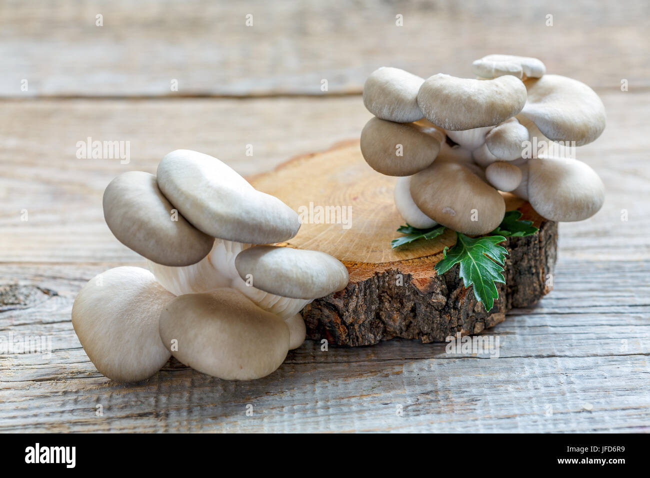 Ostrica fresca funghi su un ceppo di legno. Foto Stock