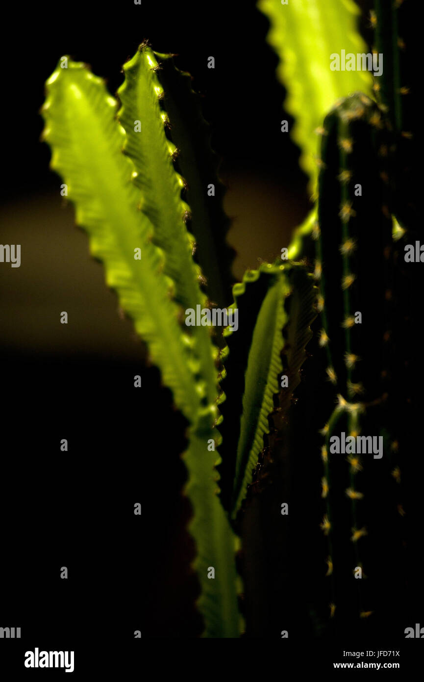 Cactus Foto Stock