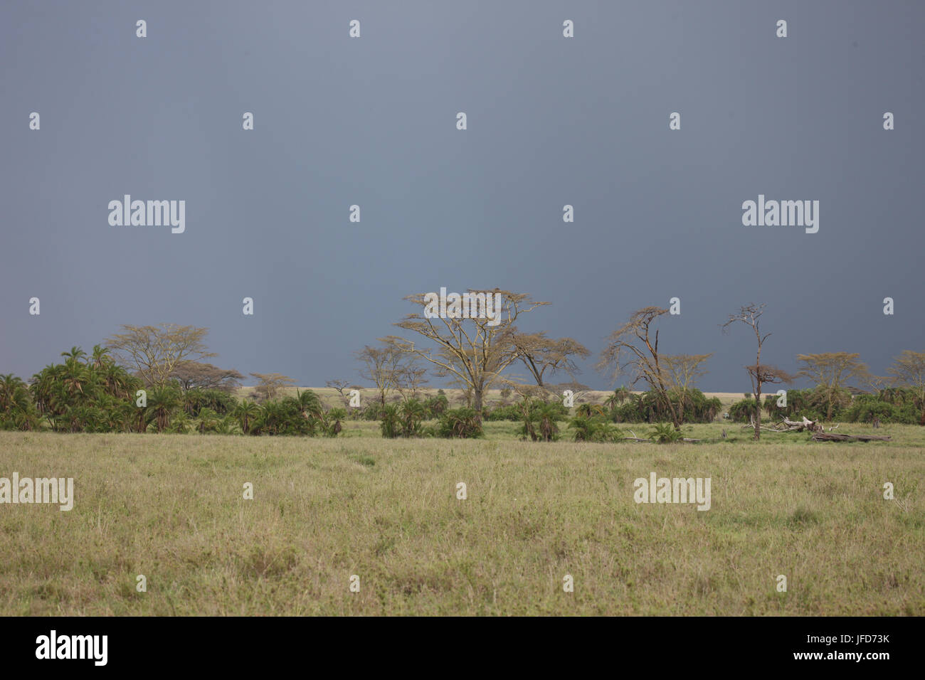 Savana Africana estate pictrures wild safari Tanzania Ruanda Botswana Kenya Foto Stock