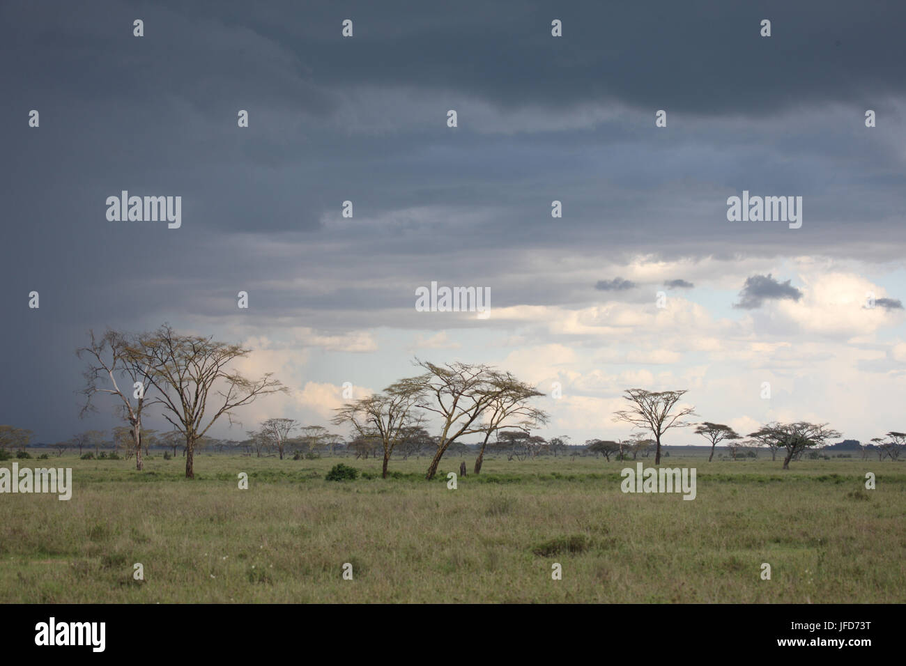 Savana Africana estate pictrures wild safari Tanzania Ruanda Botswana Kenya Foto Stock