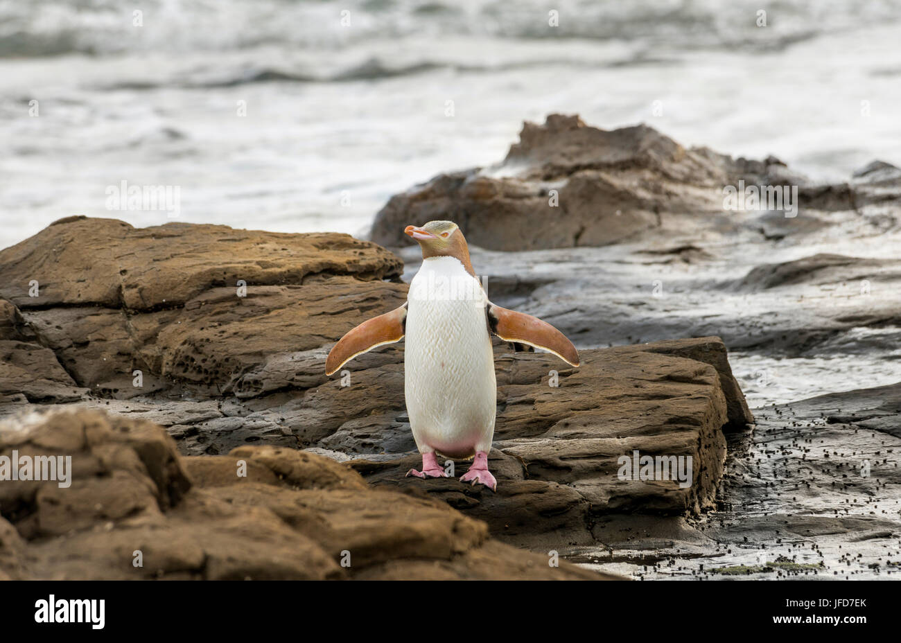 Giallo-eyed penguin, Hoiho (Megadyptes antipodes) su roccia, asciugando le sue ali, Foresta Pietrificata, Curio Bay, Southlands Foto Stock