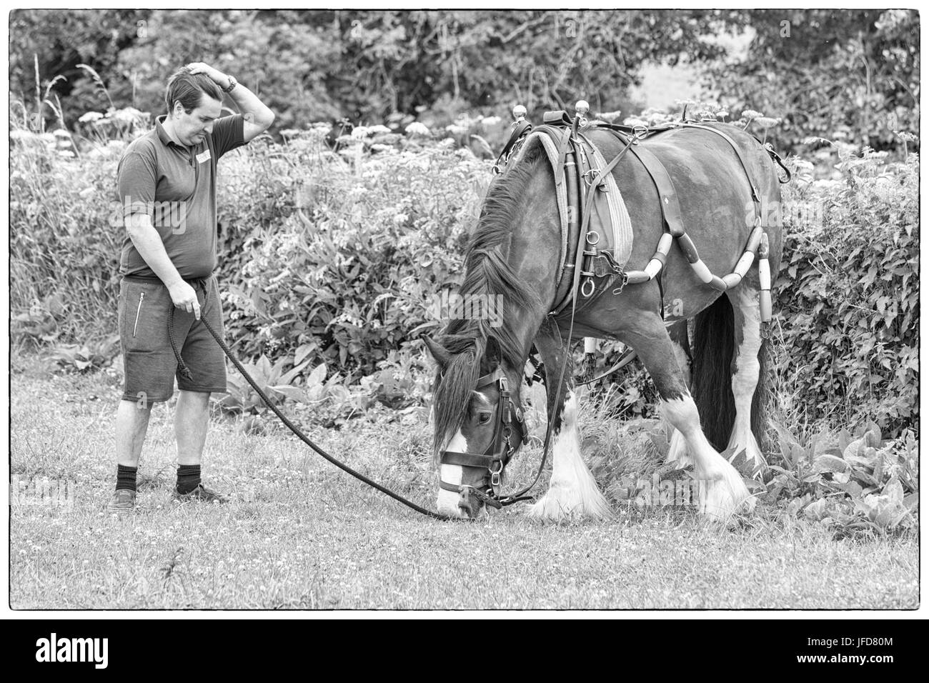 Cavallo riposo dopo il traino del Kennet Valley a fascio largo nave passeggeri chiatta lungo Kennet and Avon Canal a Kintbury, West Berkshire in giugno Foto Stock