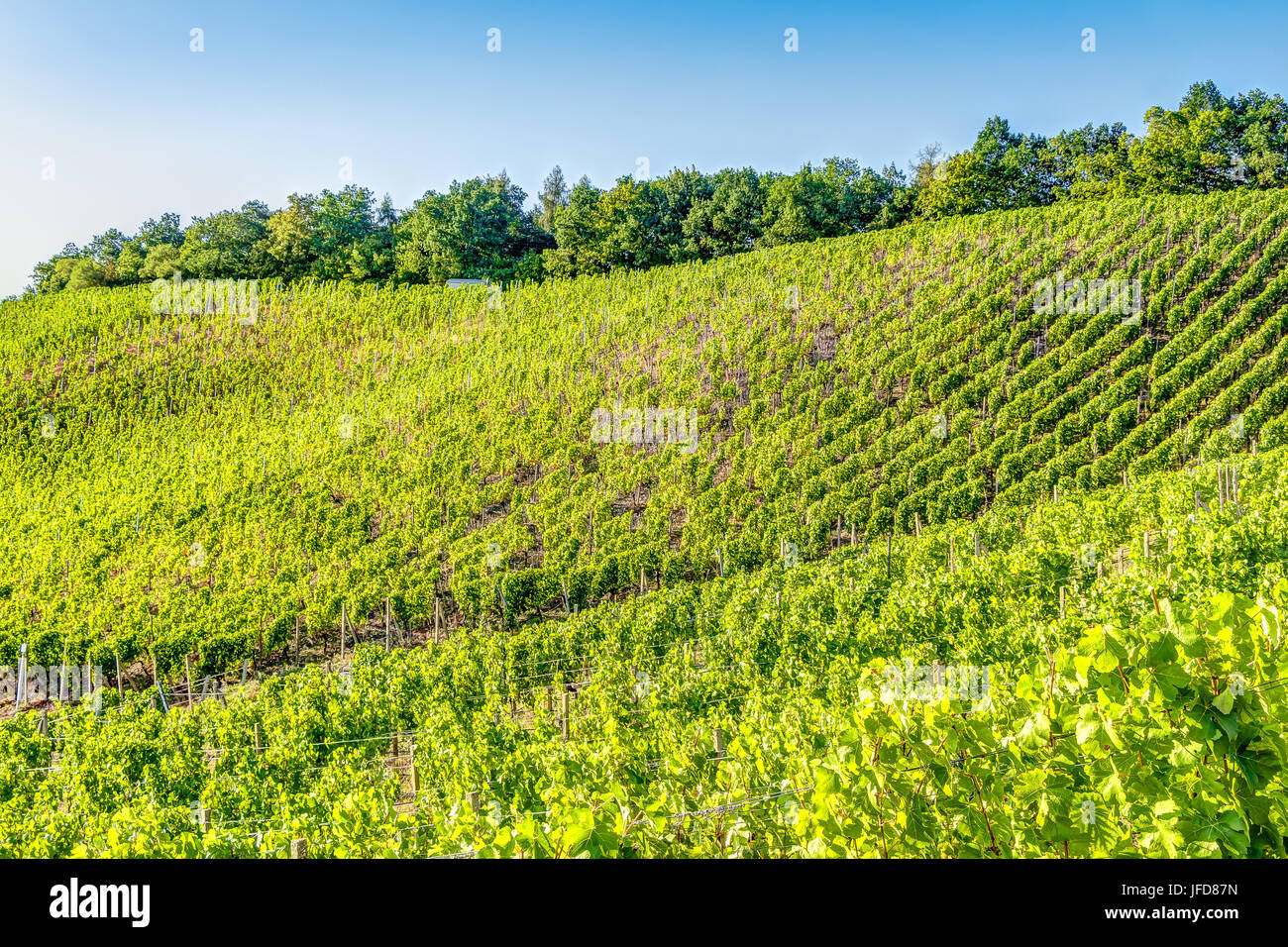 Vigneto in estate Foto Stock