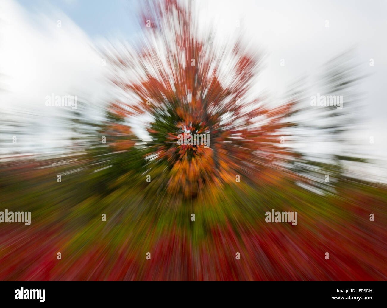 Foglie rosse a Dolly zolle con zoom Foto Stock