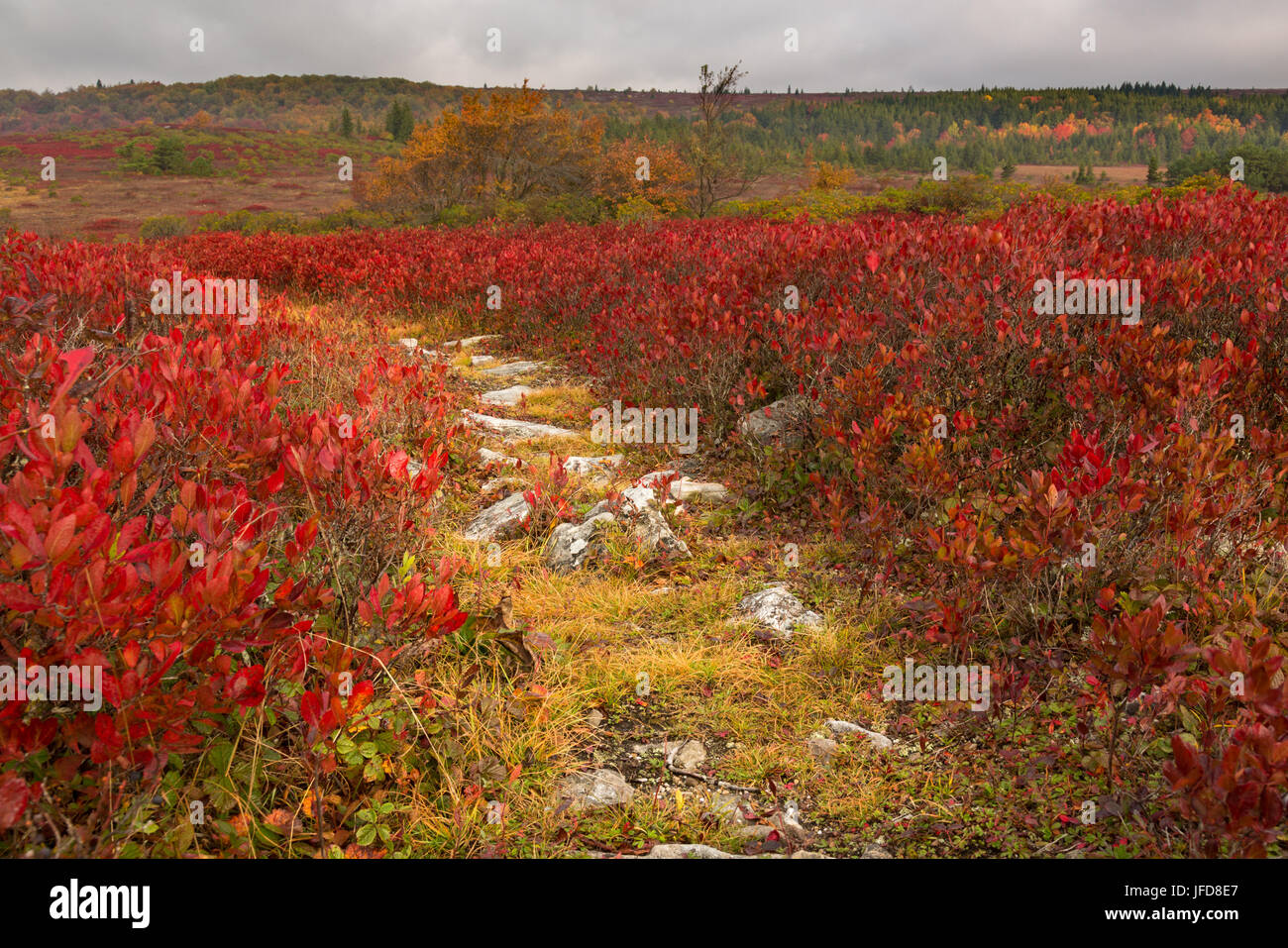 Percorso roccioso attraverso foglie rosse Dolly zolle Foto Stock