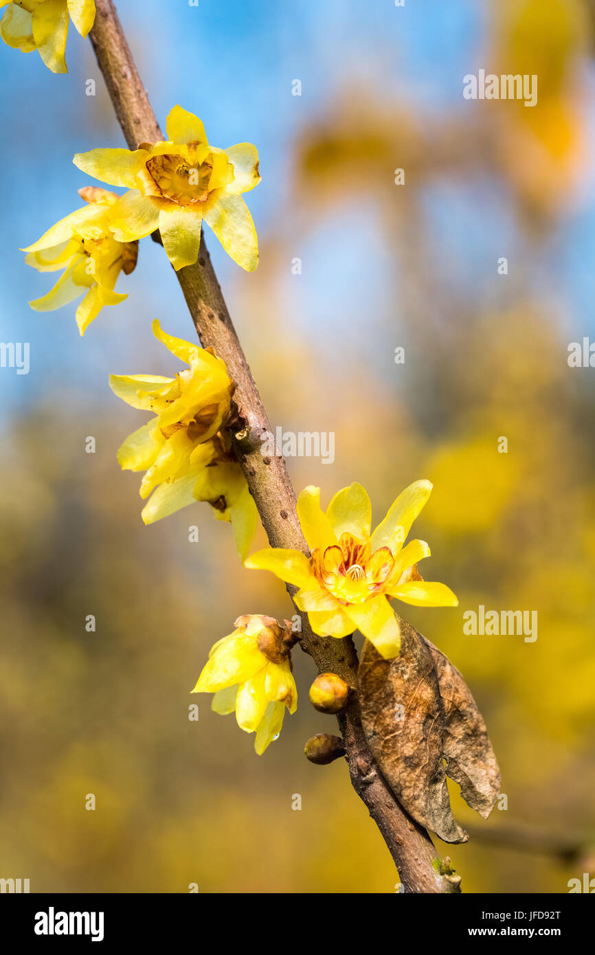 Wintersweet fiore in piena fioritura Foto Stock