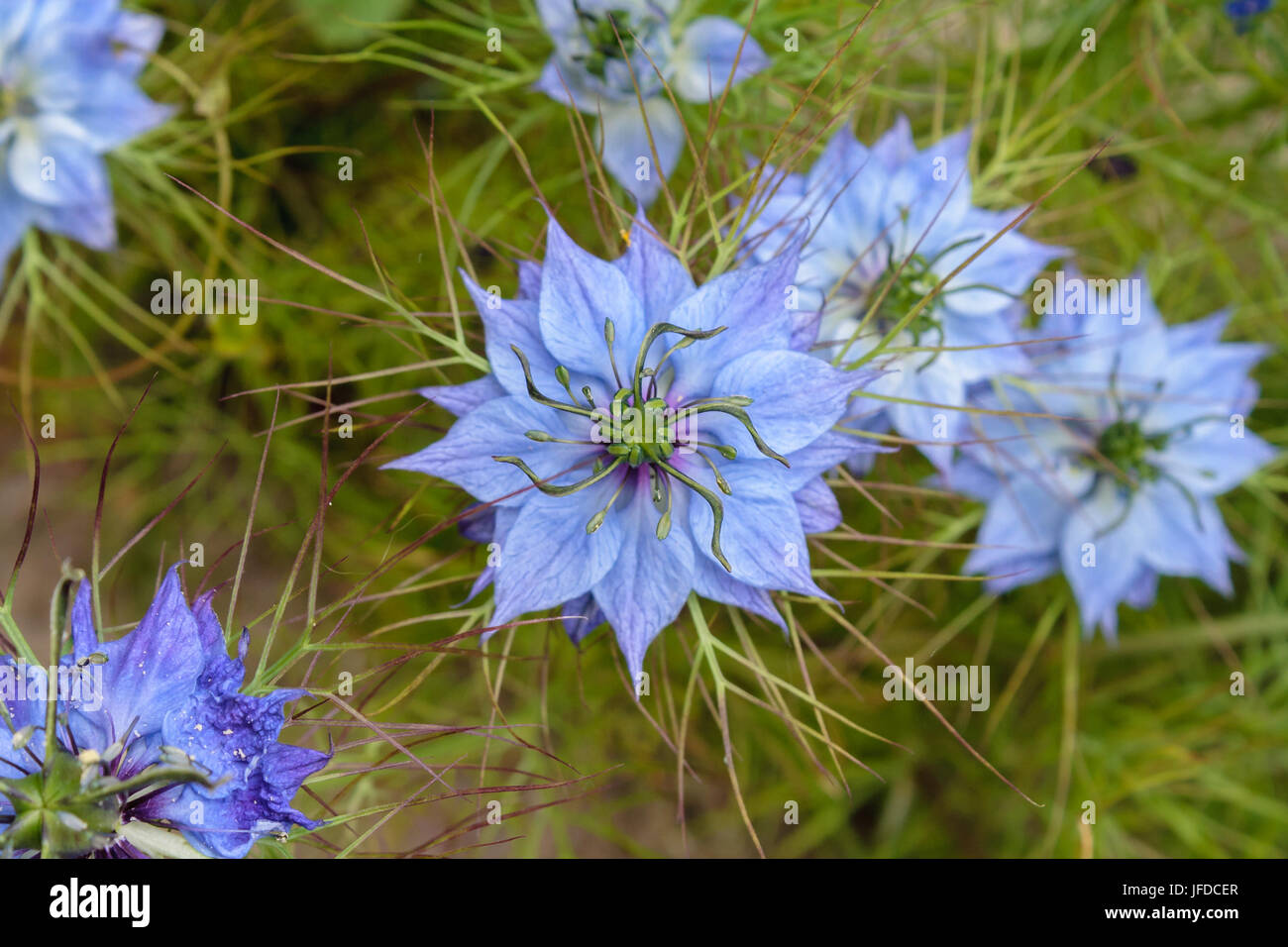 Fiori di Nigella Foto Stock