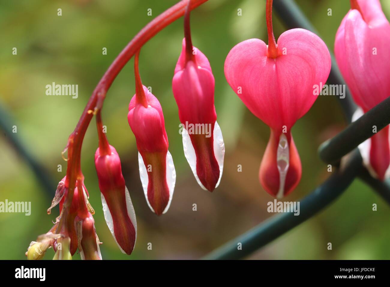 Gocce di strappo Foto Stock