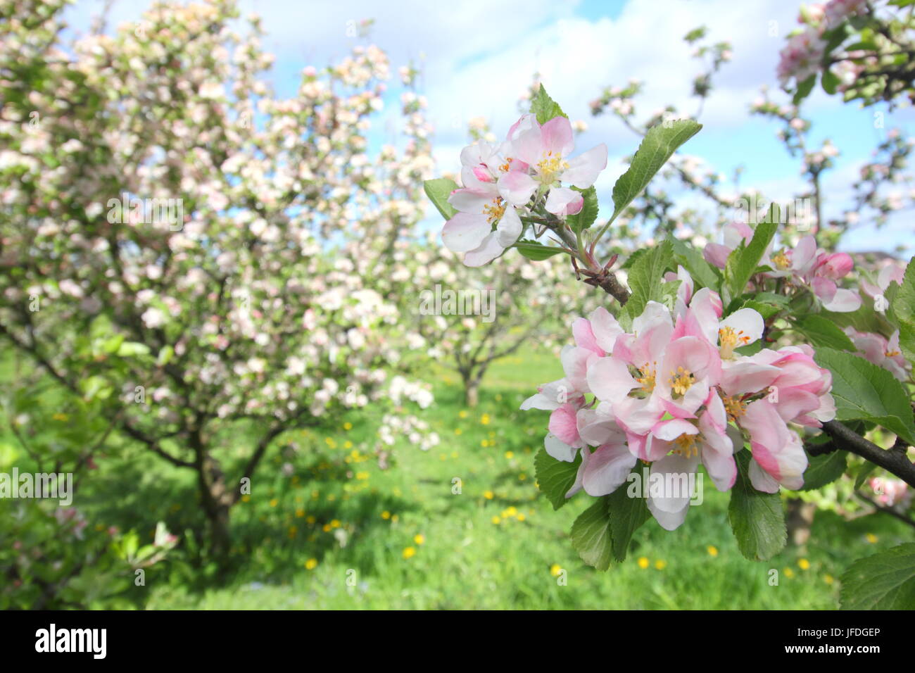 I meli in fiore un frutteto inglese in primavera (maggio), Regno Unito Foto Stock