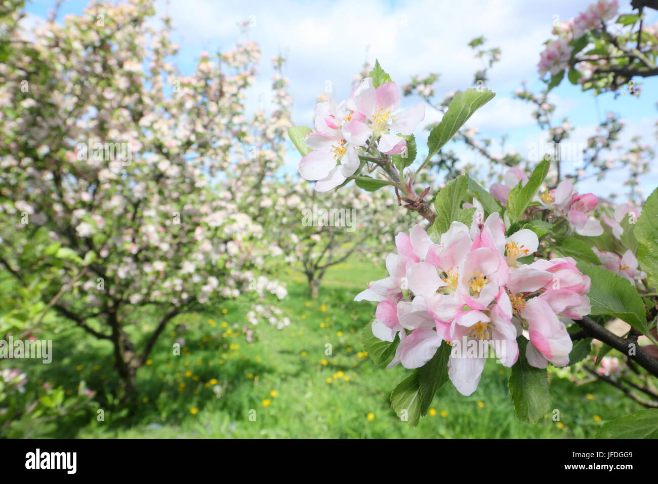 I meli in fiore un frutteto inglese in primavera (maggio), Regno Unito Foto Stock