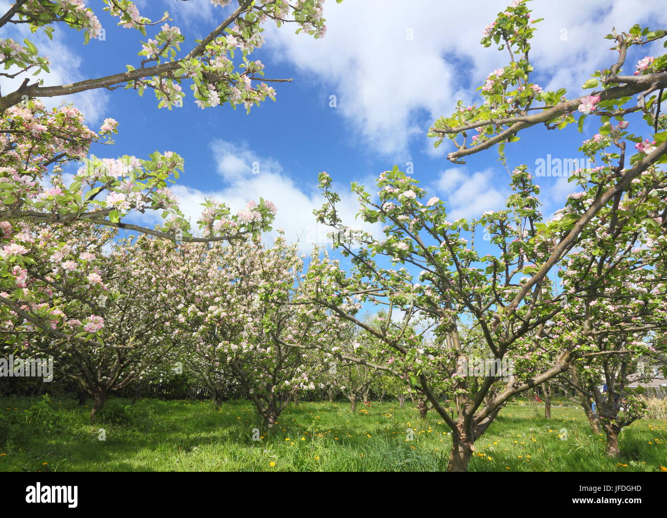 Alberi di mele di diverse varietà in fiore in un inglese tradizionale con frutteto a molla (maggio), Regno Unito Foto Stock