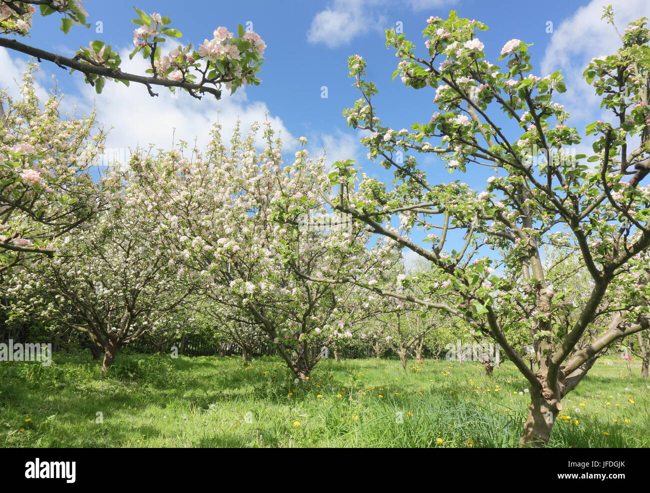 I meli in fiore un frutteto inglese in primavera (maggio), Regno Unito Foto Stock