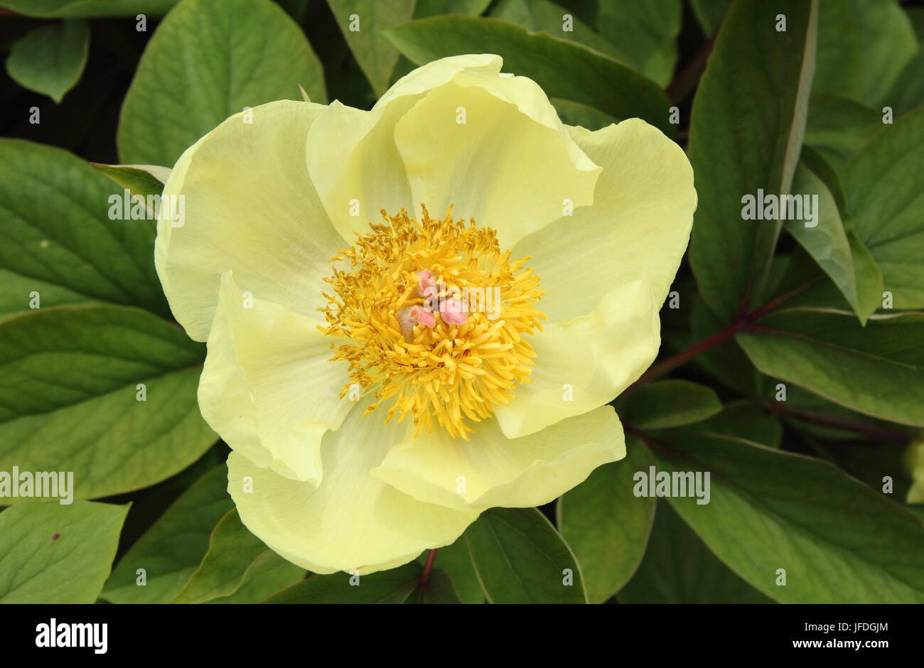 Paeonia Mlokosewitchii o 'Mollie la Strega' peonia in fiore in primavera, REGNO UNITO Foto Stock