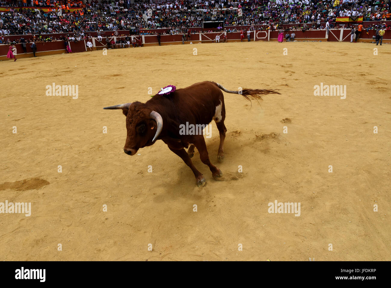 Soria, Spagna. Il 30 giugno, 2017. Laura Velasco ranch fighting bull viene eseguito durante una corrida a 'La Chata' Bullring in Soria, nel nord della Spagna. Credito: Jorge Sanz/Pacific Press/Alamy Live News Foto Stock