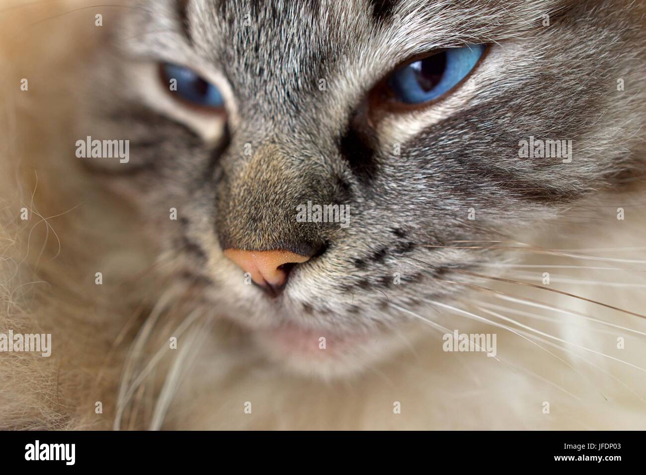 Ragdoll Seal Point Lynx Tabby Cat ritratto. Foto Stock