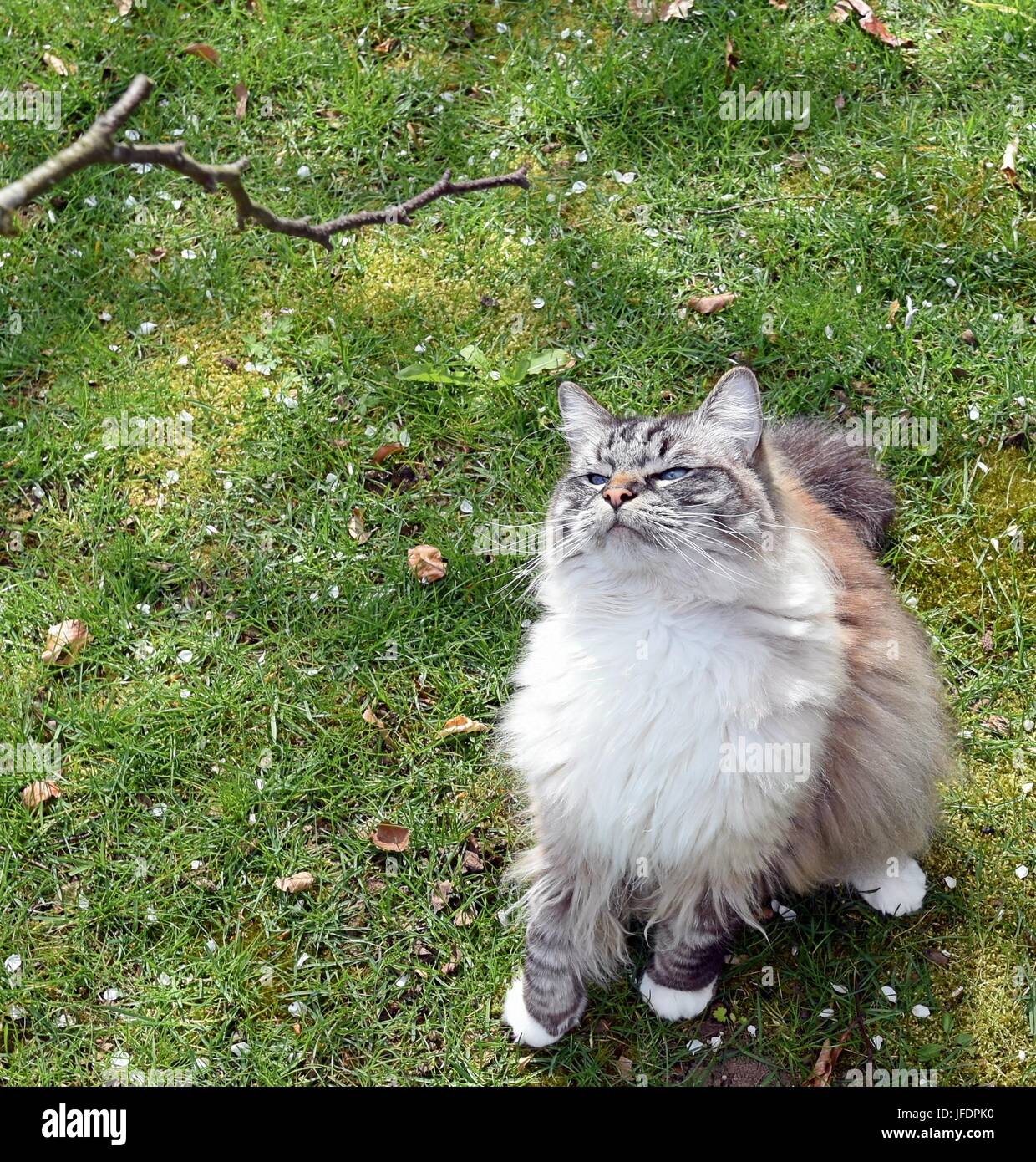 Guarnizione appuntita Lynx Mitted gatto Ragdoll all'aperto su un prato a giocare con un ramo. Foto Stock