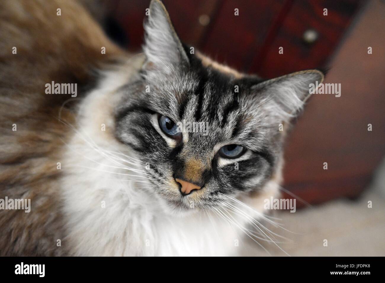 Bellissimo sigillo Lynx ha sottolineato gatto Ragdoll Foto Stock