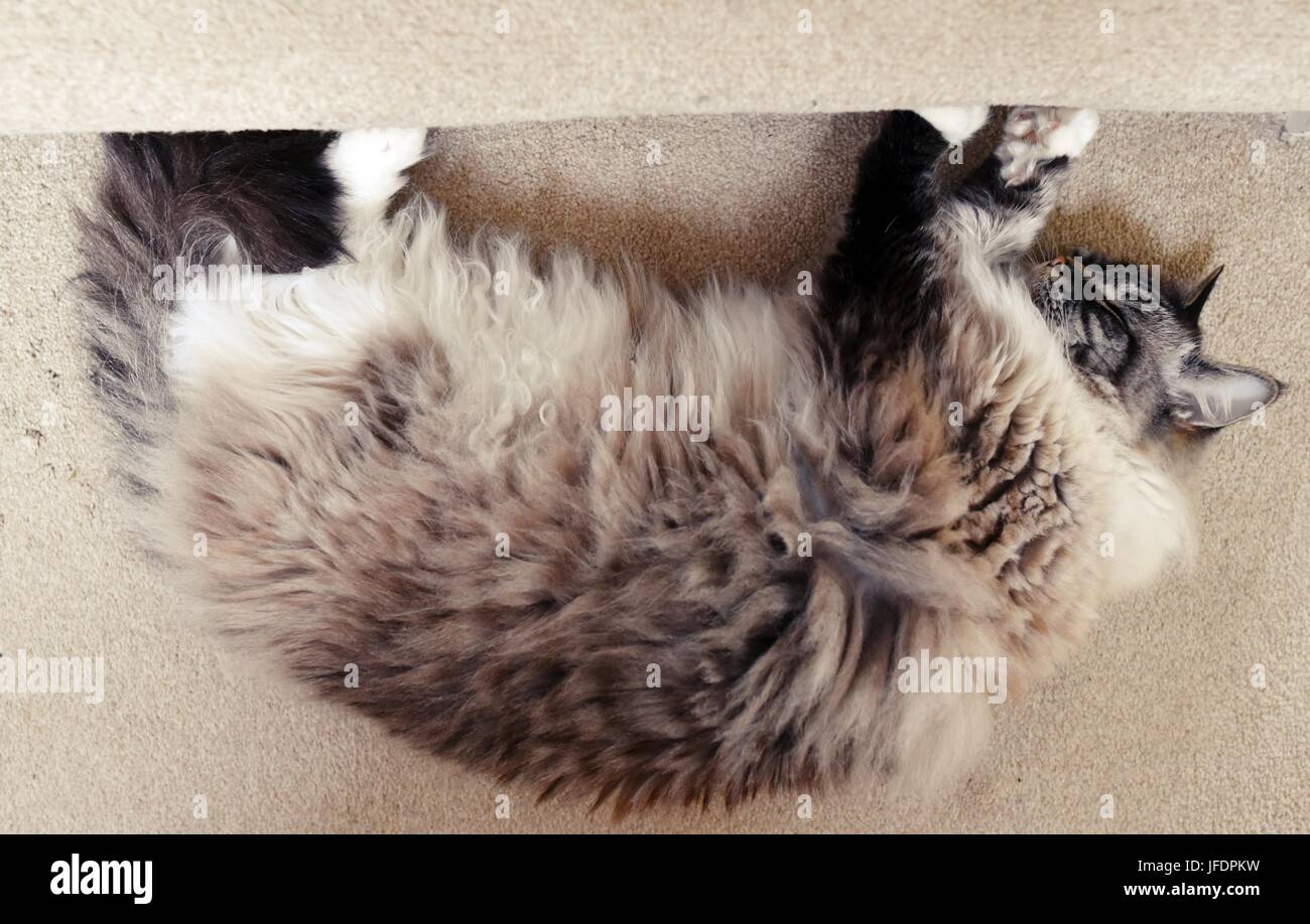 Sleeping Ragdoll seal tabby point Lynx. Foto Stock
