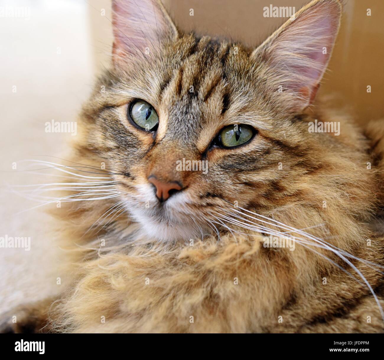 Capelli lunghi Tabby Cat Ritratto di testa Foto Stock