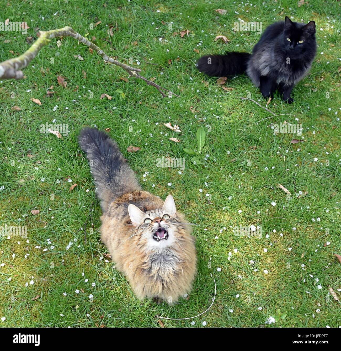 Due capelli lunghi gatti giocare all'aperto su un prato con un ramo di albero. Foto Stock