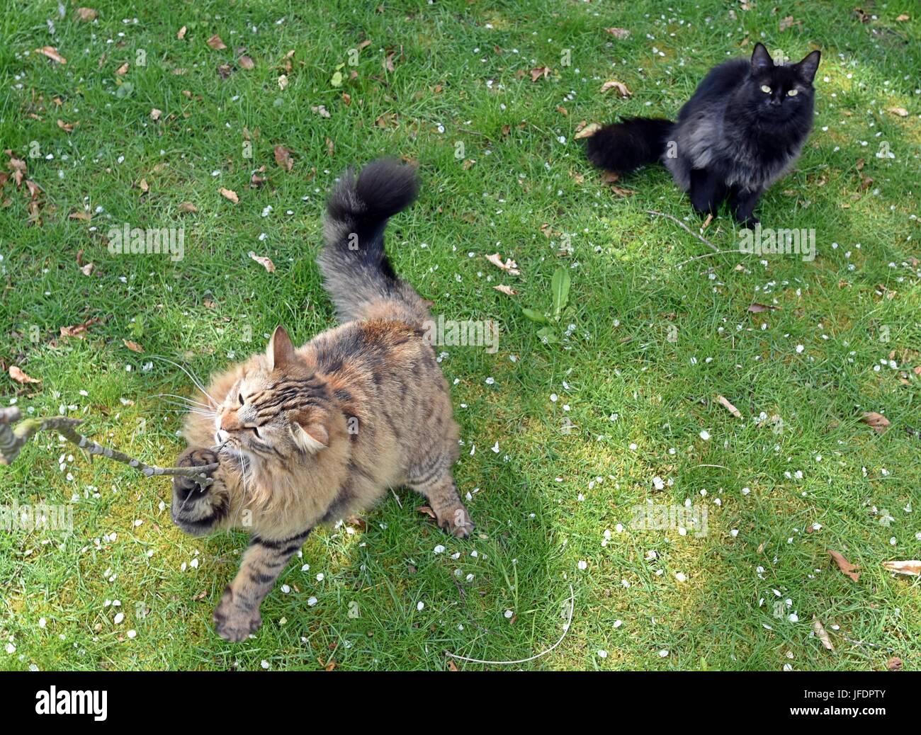 Due gatti a giocare all'aperto su un prato. Foto Stock