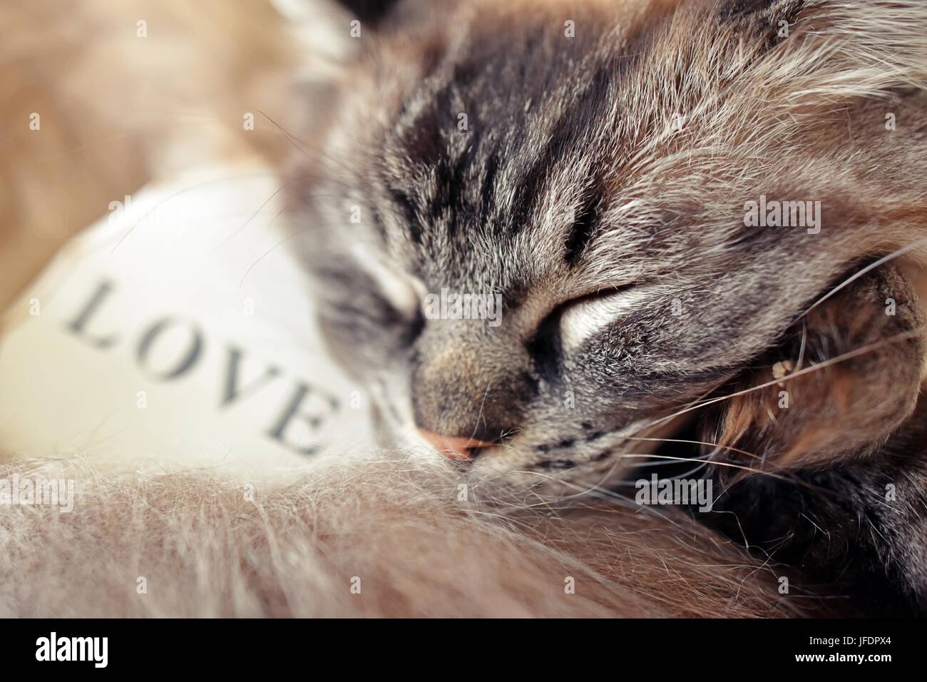 Gatto Ragdoll dorme con un bianco Cuore di legno con il testo amore ha scritto su di esso. Foto Stock