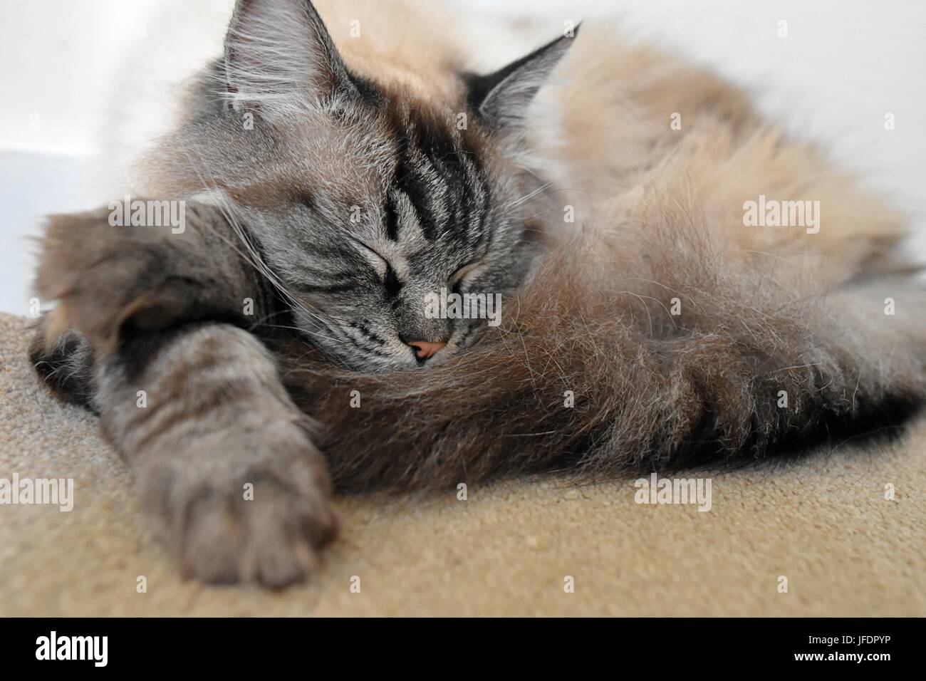 Sleeping Pedigree gatto Ragdoll Foto Stock