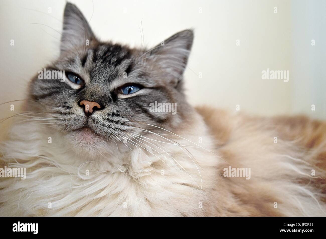 Ragdoll (Lynx Seal Tabby) Cat ritratto Foto Stock