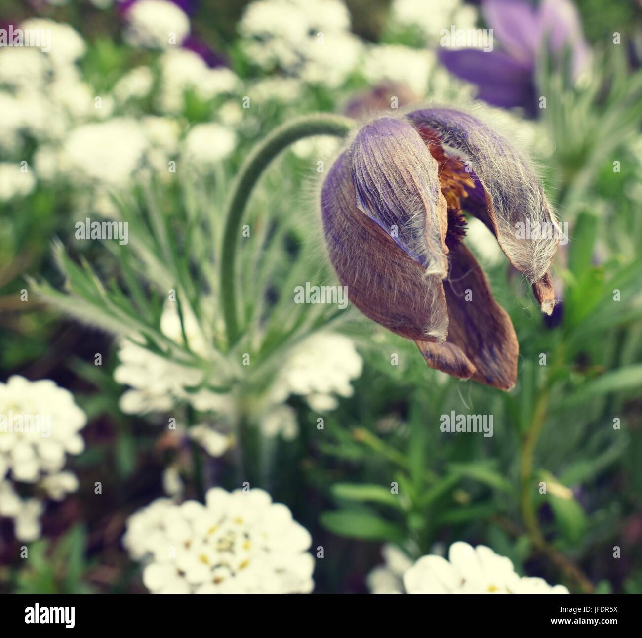 Morendo fiore all'aperto vicino fino Foto Stock